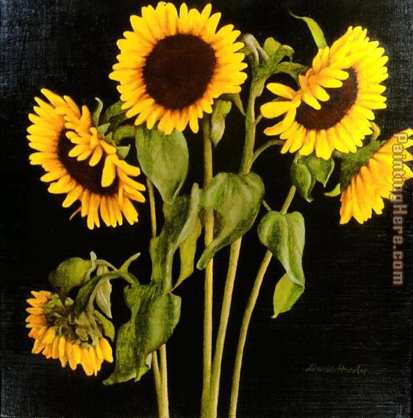 Sunflowers painting - David Hardy Sunflowers art painting